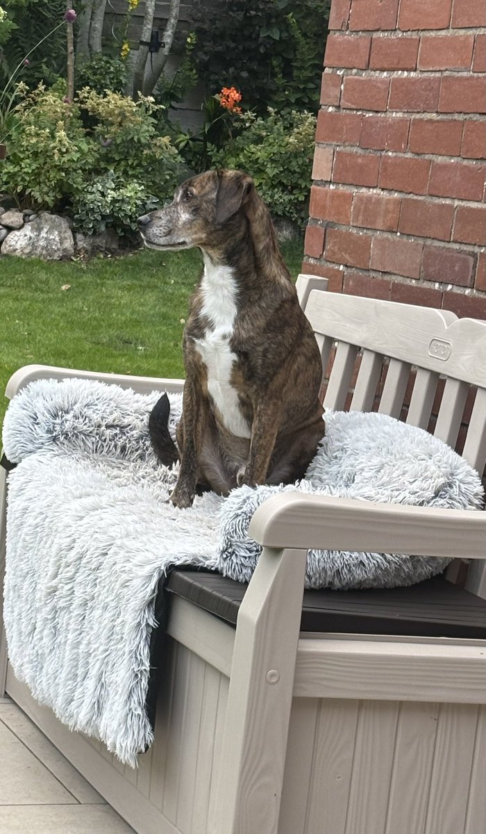 kittykat3647's tweet image. Milo has been sat in the back garden just chillin’. We adopted him 2 year ago and this little boy never ceases to melt our hearts.@GillyMeeky thank you for allowing us to share our life with this fabulous boy . ❤️❤️🐾🐾