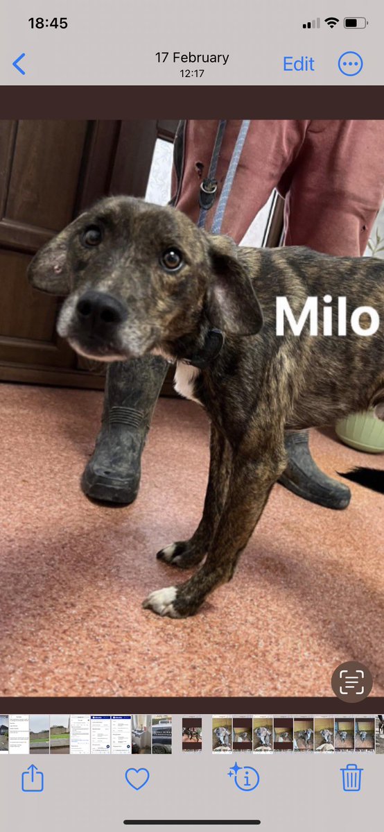 kittykat3647's tweet image. Milo has been sat in the back garden just chillin’. We adopted him 2 year ago and this little boy never ceases to melt our hearts.@GillyMeeky thank you for allowing us to share our life with this fabulous boy . ❤️❤️🐾🐾