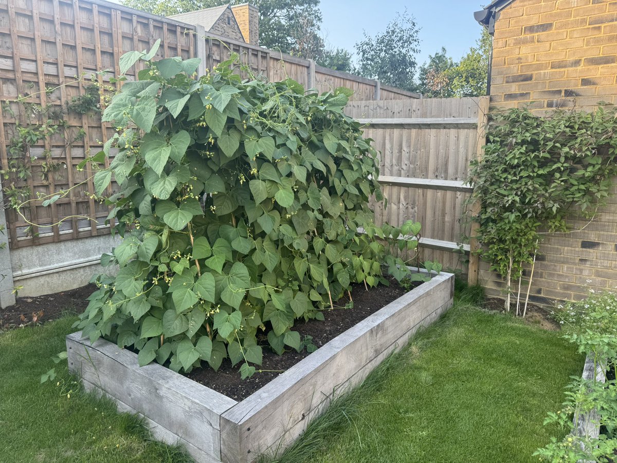 Rather proud of our French beans this year. Keep expecting to see a giant up there somewhere! #veg #kitchengarden #frenchbeans #writerlife