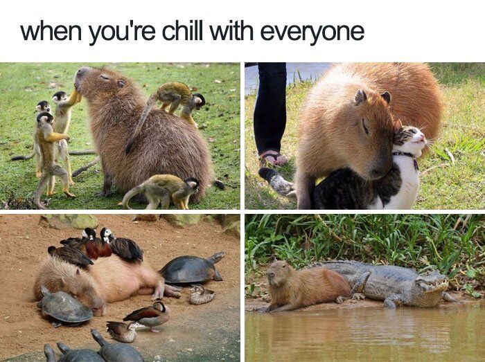 WholesomeMemes (@wholesomememe) on Twitter photo 