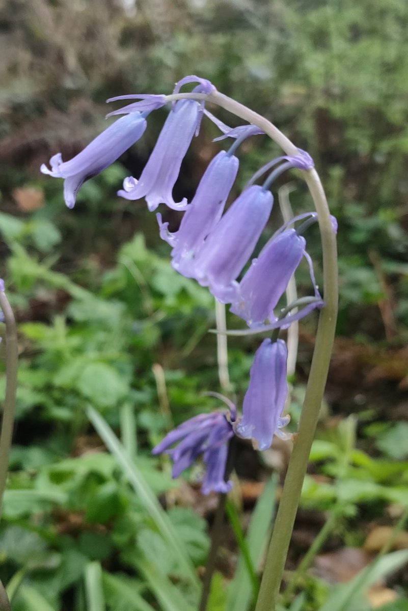 Tree_Folklore's tweet image. Fairies are known to reward those creatures that cause mischief 🧚🏻‍♂️🤍

Known as &quot;Coinnle Corra&quot; in Irish, the lovely Bluebell is associated with Springtime and beauty 🌱💜

Once known as &quot;Cuckoo&apos;s Boots&quot; they were gifted to the bird by the fairies in order to allow the Cuckoo to…