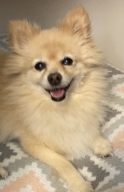 Ellie12_fml's tweet image. Goodbye for now my gawgeous &amp;amp; precious Jasper.
Iz going to carry on with the mischief &amp;amp; shenanigans in your honour.
You were the kindest &amp;amp; loveliest fur me knows. Iz going to strive every day to #BeLikeJasper and be a kind &amp;amp; loving fur. Me luvs you dearly Jasper.❤️
 
#theaviators