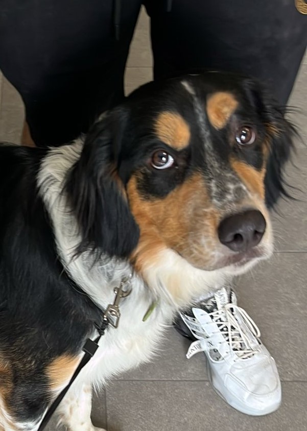 BLANCO, perro Boyero de Entlebuch, macho, nacido en Agosto de 2024, que ha sido cedido por su dueño y que está buscando un hogar y una familia que lo respete como se merece. Está en #Antequera (Málaga)
CONTACTO: Arca del Torcal móvil 637 17 60 58 (WhatsApp).