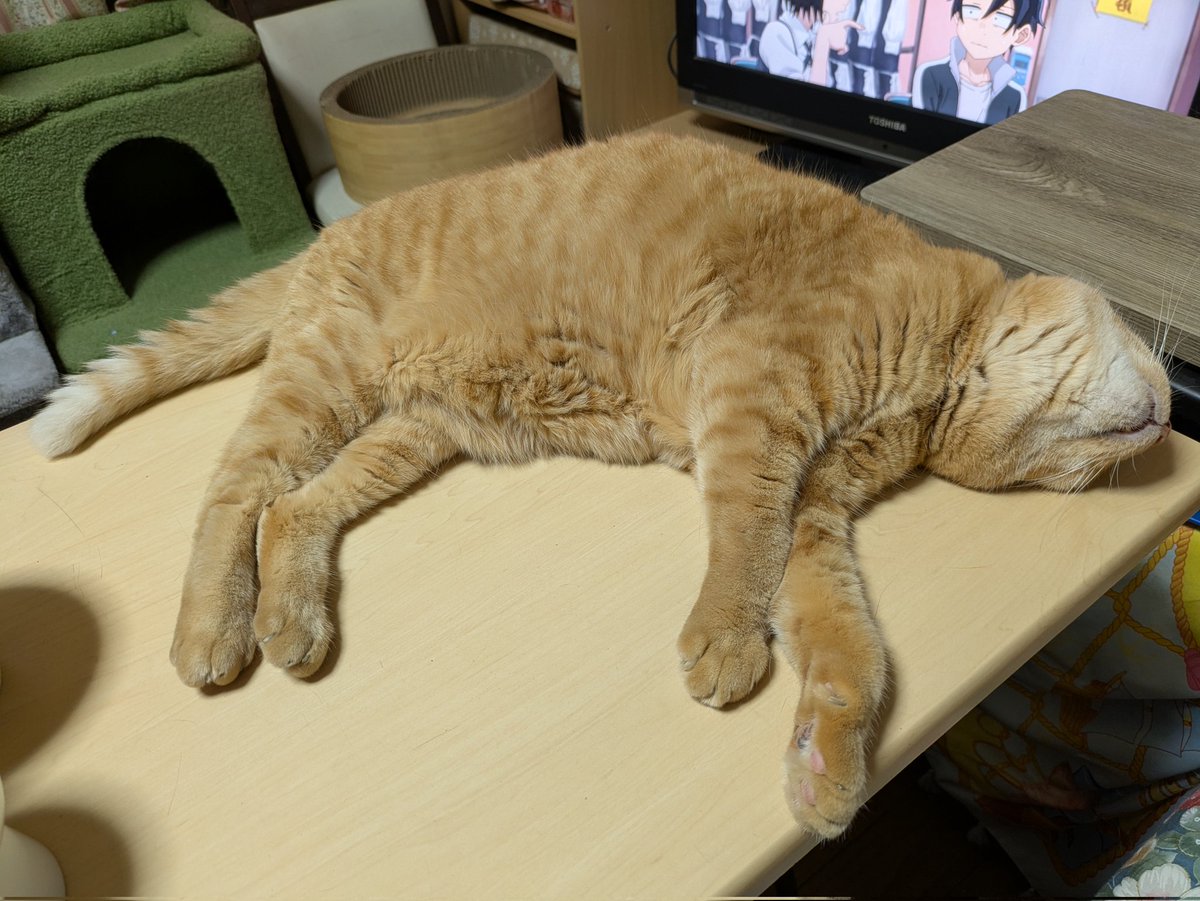 torakoland's tweet image. ４時半です…オヤツが気に入らなくて態度悪い