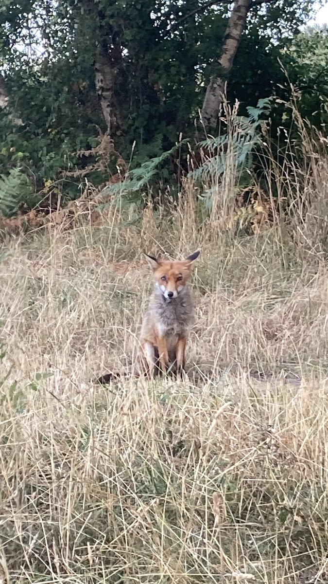 Just me and an old friend 🦊