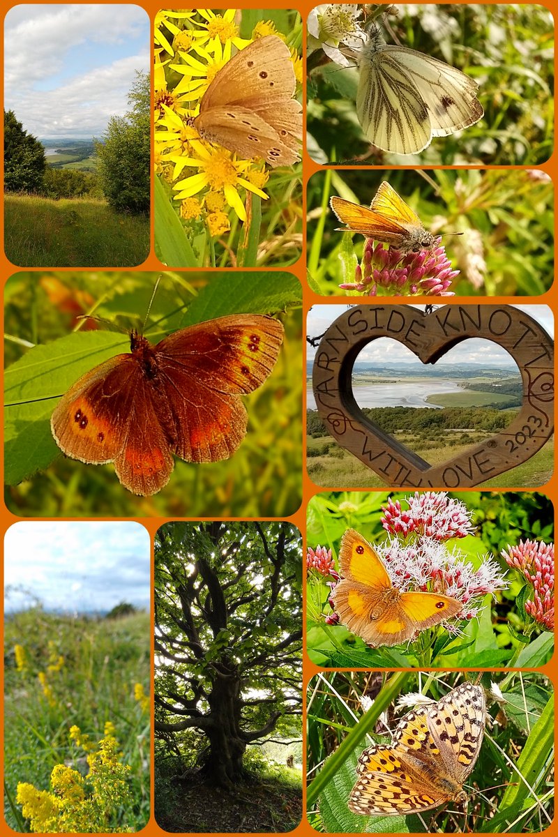 s4r4h_l's tweet photo. #JoinMeOnMyWalk Super late afternoon explore up #ArnsideKnott, treated to wonderful views, superb #butterflies and fish and chips supper. Perfection! @ThePhotoHour @ntarnsidesilver @BC_Cumbria @savebutterflies https://t.co/RjapT70Kko