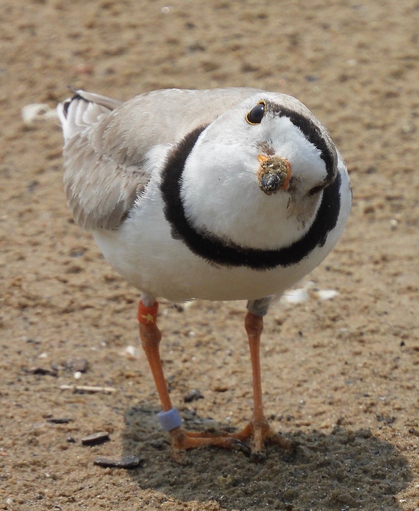 ChicagoPiping's tweet image. All clear for departure - Imani is en route to his wintering grounds 🤍

Three chicks in great shape and able to fend for themselves - check.  Favorable wind conditions - check. Imani is cleared for take off. Safe travels, Imani! See you back home in April.

📸 Ann Hetzel Gunkel
