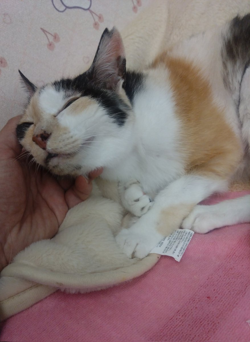 ミケちゃん「おはよ〜。ナデナデ気持ちいいな〜。ゆうべは食欲落ちちゃったけど朝ごはんはしっかり食べられたよ〜(⁠◕⁠ᴗ⁠◕⁠✿⁠)」