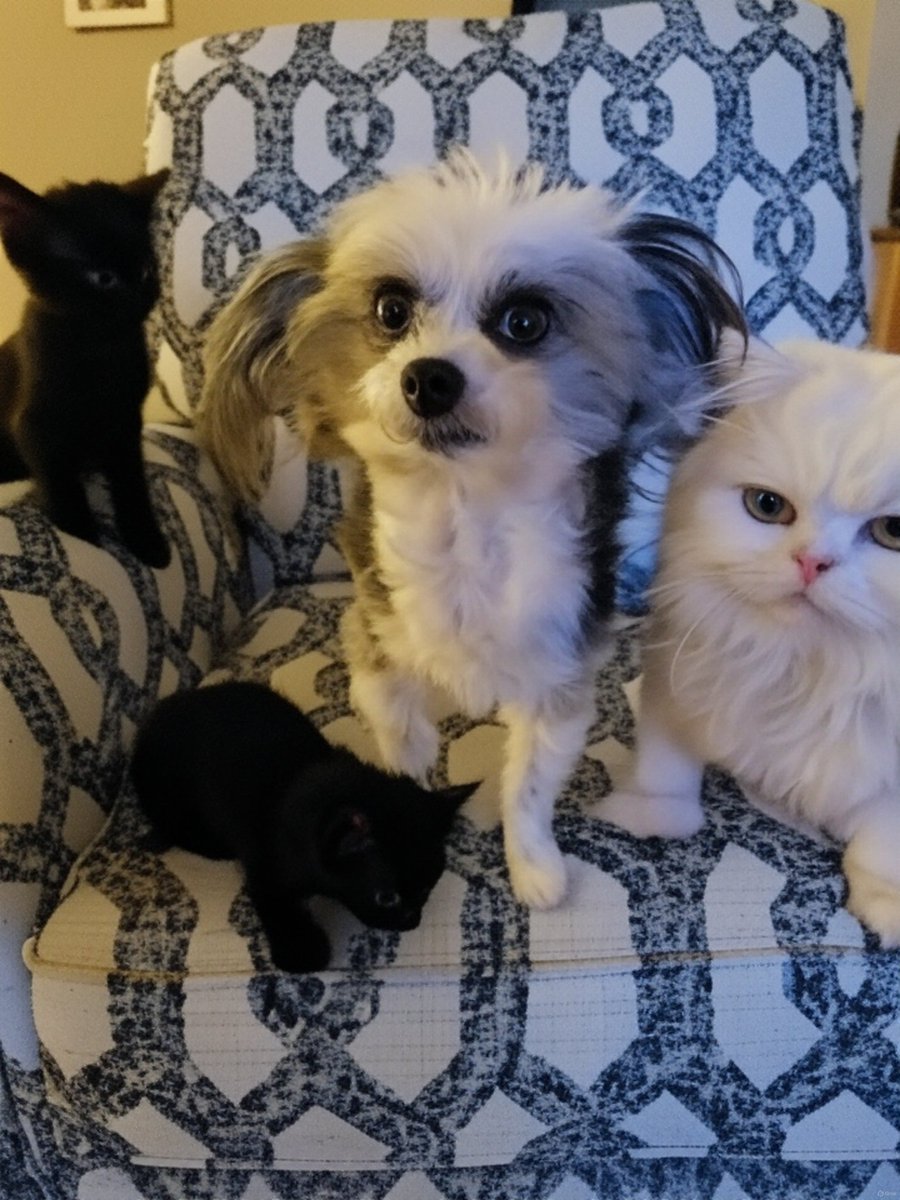 SummersWave's tweet image. Hi frens, it's me, Emma! In honor of Caturday, I had the whole gang come over!😸 We're actually having a nice day!💗 Of course, I'm in charge, so dey have to do what I say!😹 Don't worry, I'm being nice! Happy Caturday, everypawdy!🐶💕😸😘