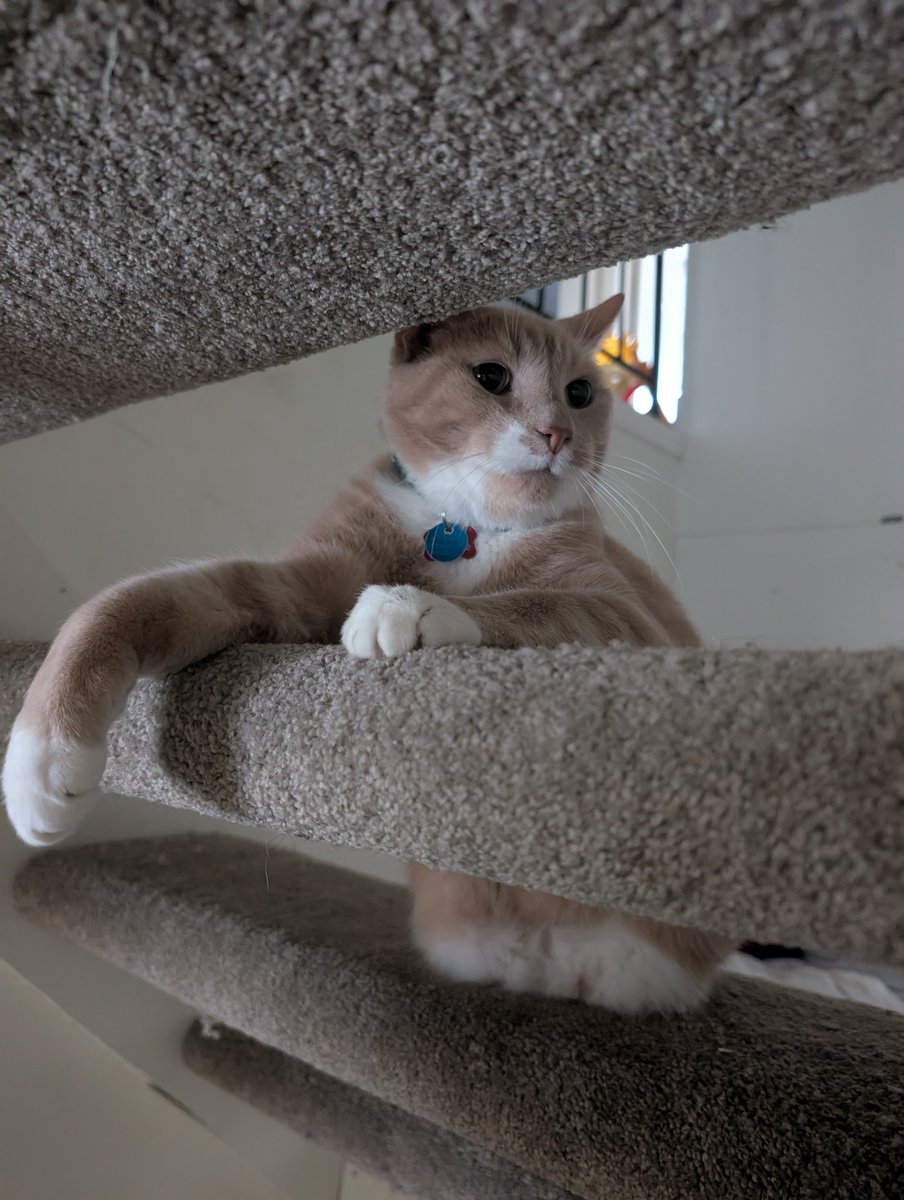 Simbarosa17's tweet image. The king of riverbend!! #catsoftwitter