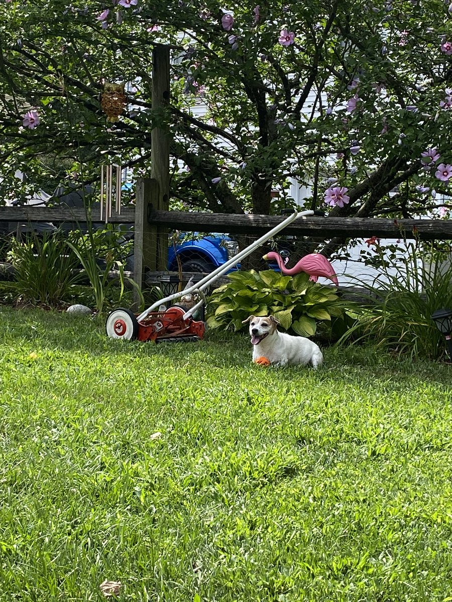 DaisyMaeJack's tweet image. It’s another hot one! And me Dad has an old timey mower. 😆🥵🐾♥️ #summer #poolball #saturdayfun #dogsofX