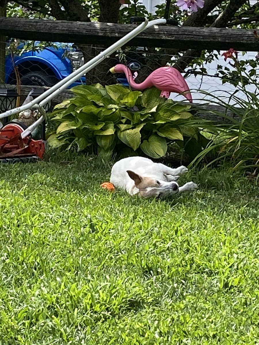 DaisyMaeJack's tweet image. It’s another hot one! And me Dad has an old timey mower. 😆🥵🐾♥️ #summer #poolball #saturdayfun #dogsofX