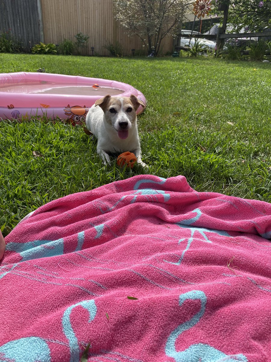DaisyMaeJack's tweet image. It’s another hot one! And me Dad has an old timey mower. 😆🥵🐾♥️ #summer #poolball #saturdayfun #dogsofX