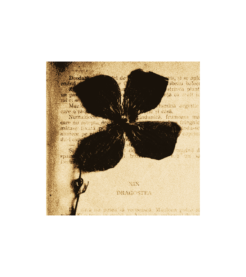 ⠀⠀        𓉸   ⠀▍ 𝔀HITNEY 𝓹EAK⠀  ཋྀ ⠀⋆♱