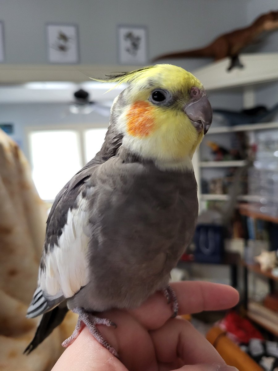 PepperNPals's tweet image. This is Pooka! Princess Pooka! Yes, I know Pooka is a boy. But! Her previous owners thought she was a girl for a long time and just continued to use she/her even after discovering male cockatiel colors, and that's likely what I'll do too. POOKA, BOY PRINCESS OF THE BIRD ROOM.