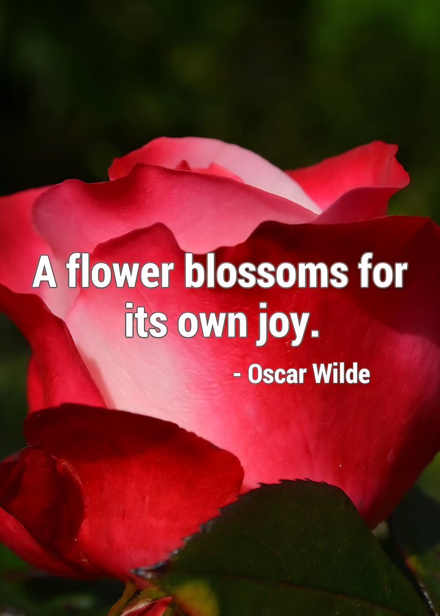 “A flower blossoms for its own joy.”
       — Oscar Wilde 🌷
#ThinkBIGSundayWithMarsha 
#BeKindAlways #beyourself