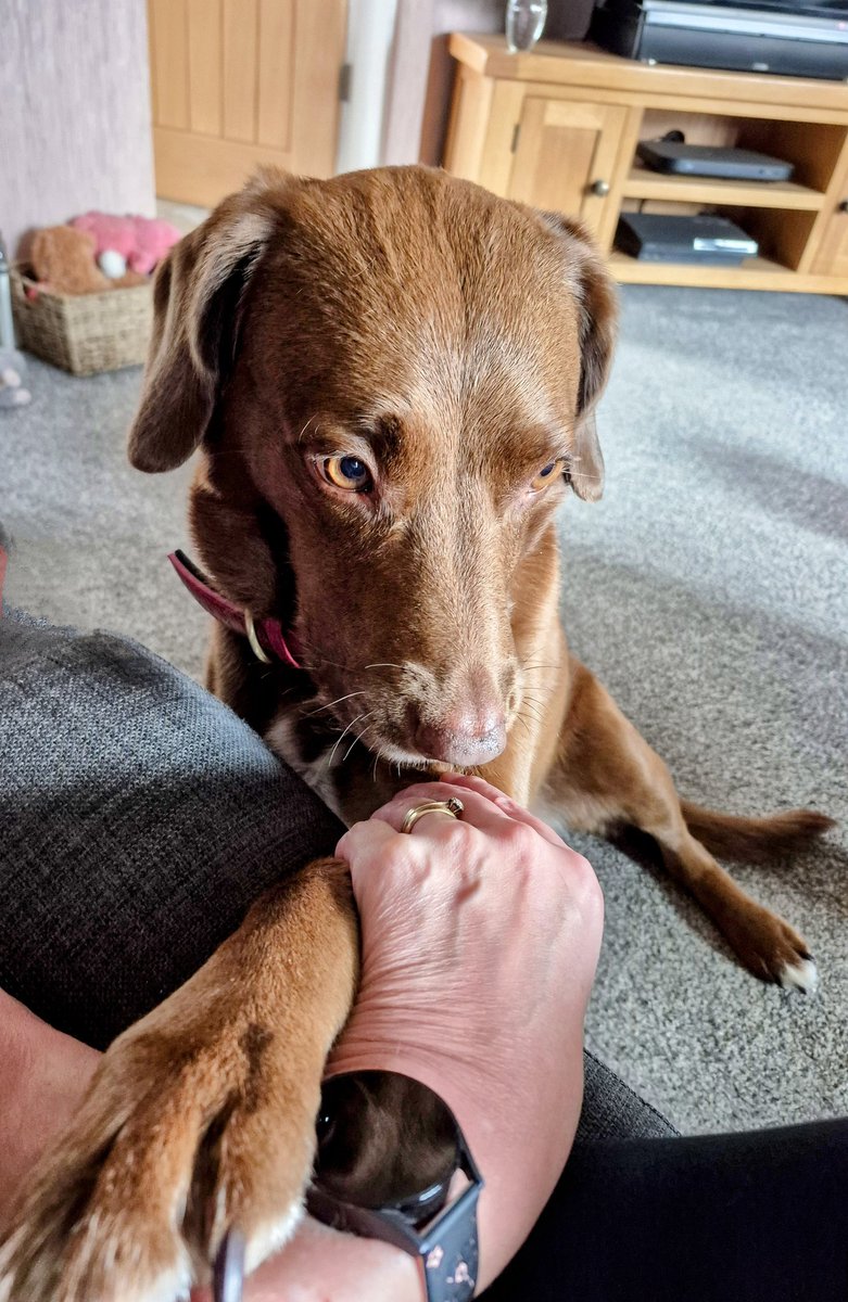 Lola Wigglebutt #BARK (@lolawigglebutt) on Twitter photo *returns to Wigglebutt Manor after #theaviators tribute flight, holds hands wiv Mom and finks of our dear pal <a href="/CancerDoggy/">I is Jasper. Here in Hartsons honour ❤️</a>*
Safe travels OTRB sweet pal 🌈✨️🥹 *returns to Wigglebutt Manor after #theaviators tribute flight, holds hands wiv Mom and finks of our dear pal <a href="/CancerDoggy/">I is Jasper. Here in Hartsons honour ❤️</a>*
Safe travels OTRB sweet pal 🌈✨️🥹