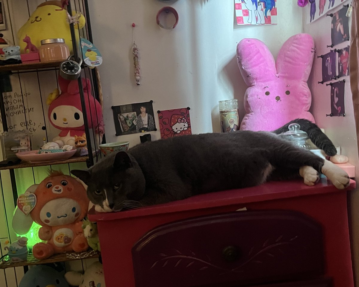 saltroklamp's tweet image. kitty update
