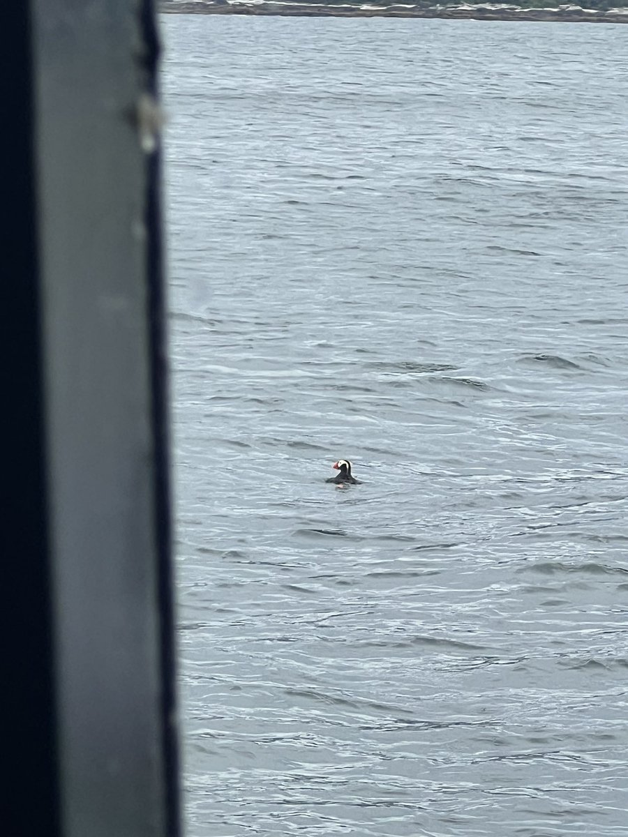 falloutbuddie's tweet image. wild puffin hello
