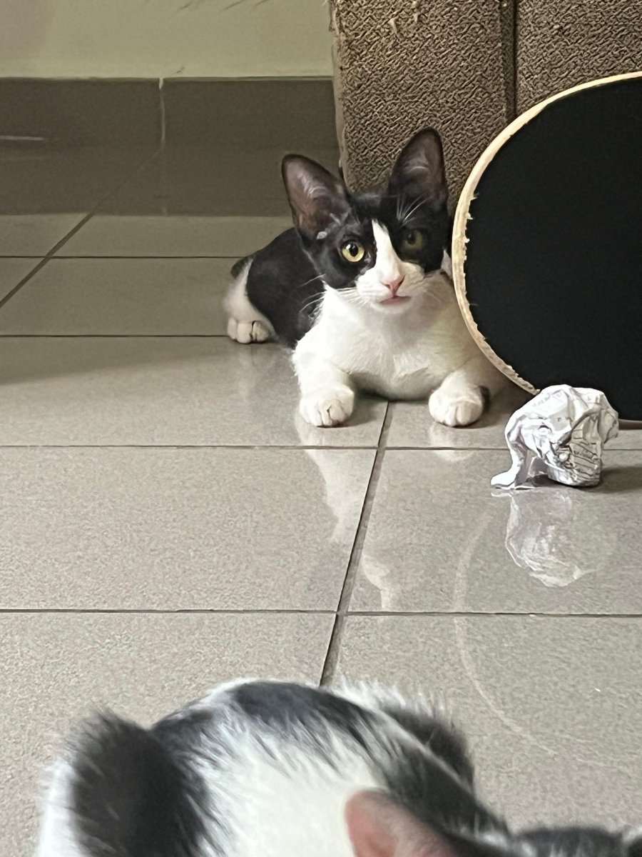 4catsVLC's tweet image. Vaquitas!!!❤️❤️❤️
Bobbie y Feli son estas dos hermanitas tan reguapas. Es que en 4cats tenemos gatos guapos eh 😻
Tienen 3 meses y son adorables!
Si has caído rendido@ a sus pies, llámanos: 678 34 76 73
#Valencia #Madrid #AdoptaNoCompres #Gatitos