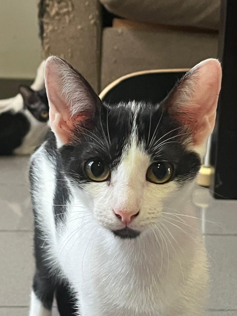 4catsVLC's tweet image. Vaquitas!!!❤️❤️❤️
Bobbie y Feli son estas dos hermanitas tan reguapas. Es que en 4cats tenemos gatos guapos eh 😻
Tienen 3 meses y son adorables!
Si has caído rendido@ a sus pies, llámanos: 678 34 76 73
#Valencia #Madrid #AdoptaNoCompres #Gatitos