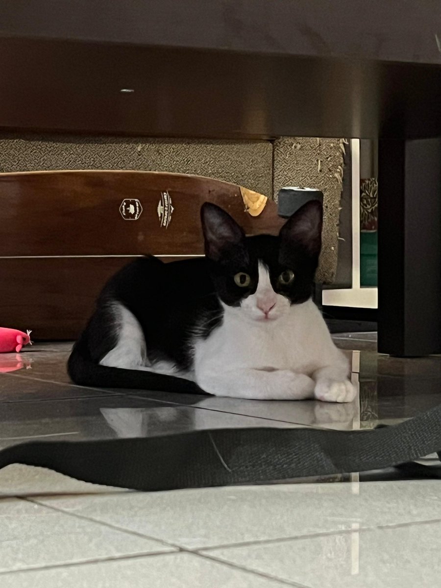 4catsVLC's tweet image. Vaquitas!!!❤️❤️❤️
Bobbie y Feli son estas dos hermanitas tan reguapas. Es que en 4cats tenemos gatos guapos eh 😻
Tienen 3 meses y son adorables!
Si has caído rendido@ a sus pies, llámanos: 678 34 76 73
#Valencia #Madrid #AdoptaNoCompres #Gatitos