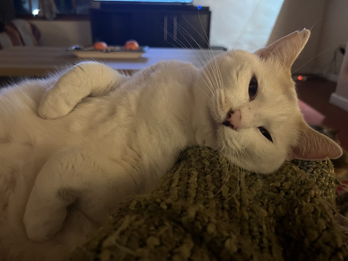 tygerpoo's tweet image. I’m too busy looking fabulous……….good night dahlings 💋 #Caturday #saturdayvibe #cats #CatsLover