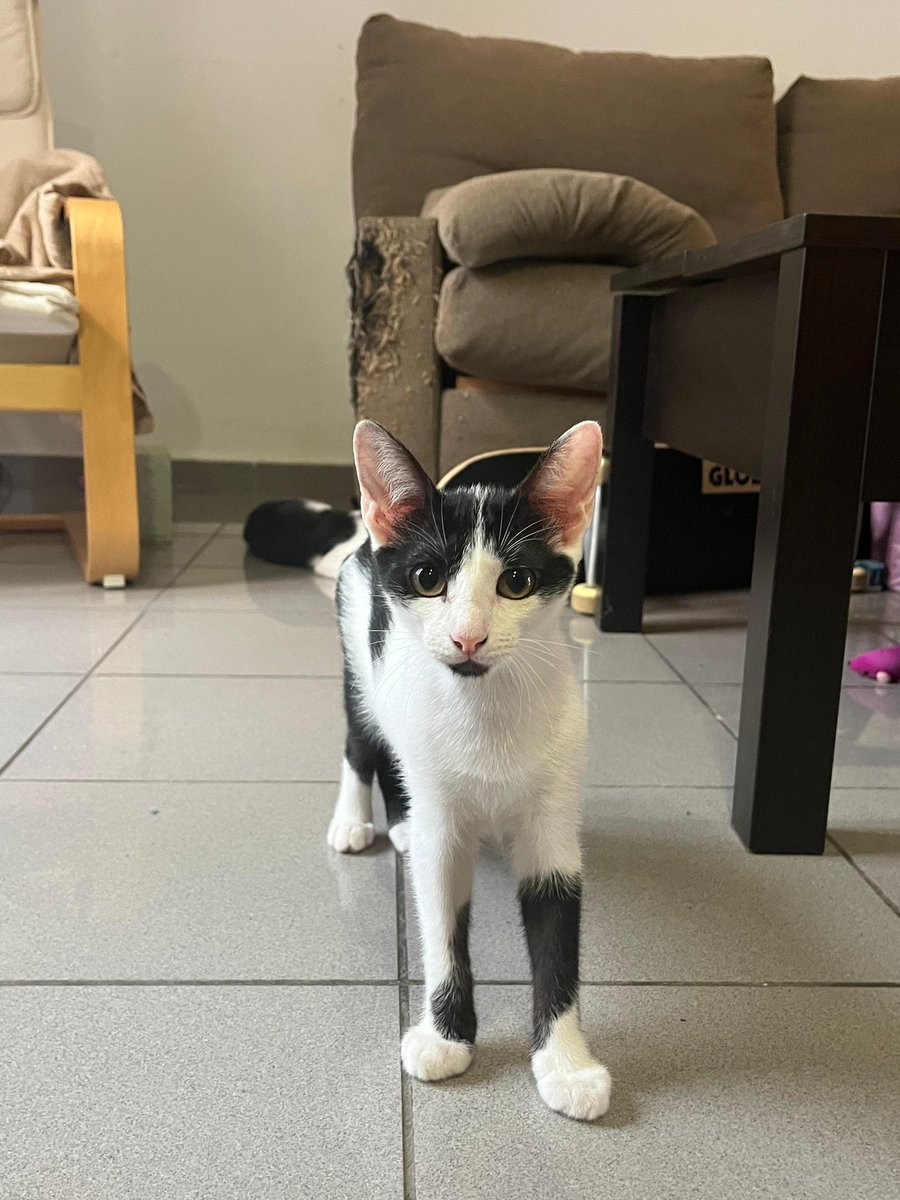 4catsVLC's tweet image. Vaquitas!!!❤️❤️❤️
Bobbie y Feli son estas dos hermanitas tan reguapas. Es que en 4cats tenemos gatos guapos eh 😻
Tienen 3 meses y son adorables!
Si has caído rendido@ a sus pies, llámanos: 678 34 76 73
#Valencia #Madrid #AdoptaNoCompres #Gatitos