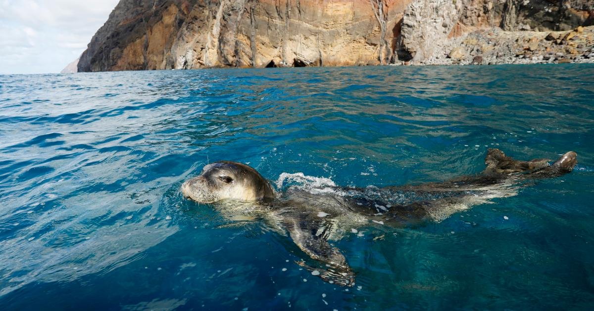 IncasProd's tweet image. Les îles Desertas, un sanctuaire naturel méconnu À quelques kilomètres de Madère, l’archipel portugais inhabité des îles Desertas constitue une réserve naturelle, marine et terrestre, de 12 000 hectares
courrierinternational.com/weekend/2025-0…