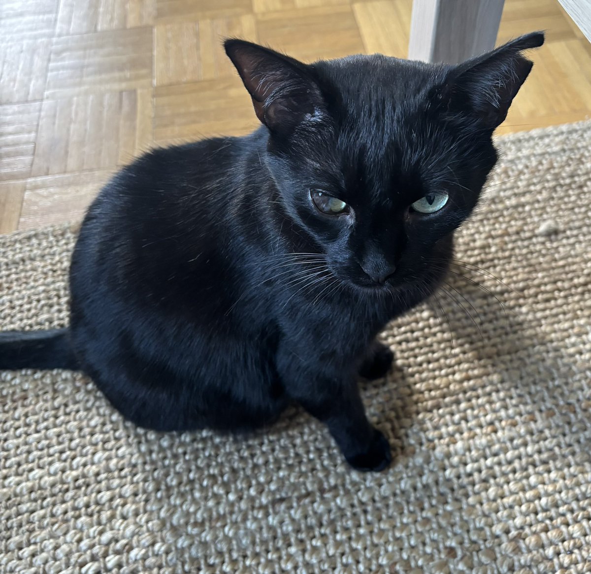dramaAgata's tweet photo. @leetaegyeom0011 Literally my cat's name is Tofu. You can use his photo, he doesn't mind. Although his face is telling something else... He was hungry 🤷🏼‍♀️ https://t.co/r4tX0hCzPy