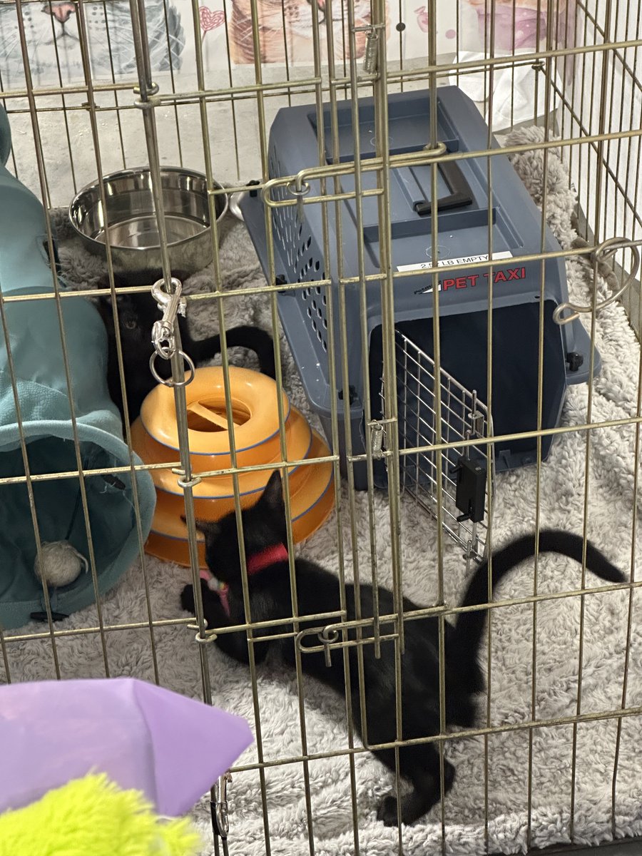 Ryval_OW's tweet image. I saw kitties today

Feat @r2pair on the last one, free my mans