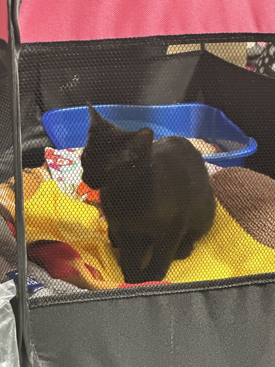 Ryval_OW's tweet image. I saw kitties today

Feat @r2pair on the last one, free my mans