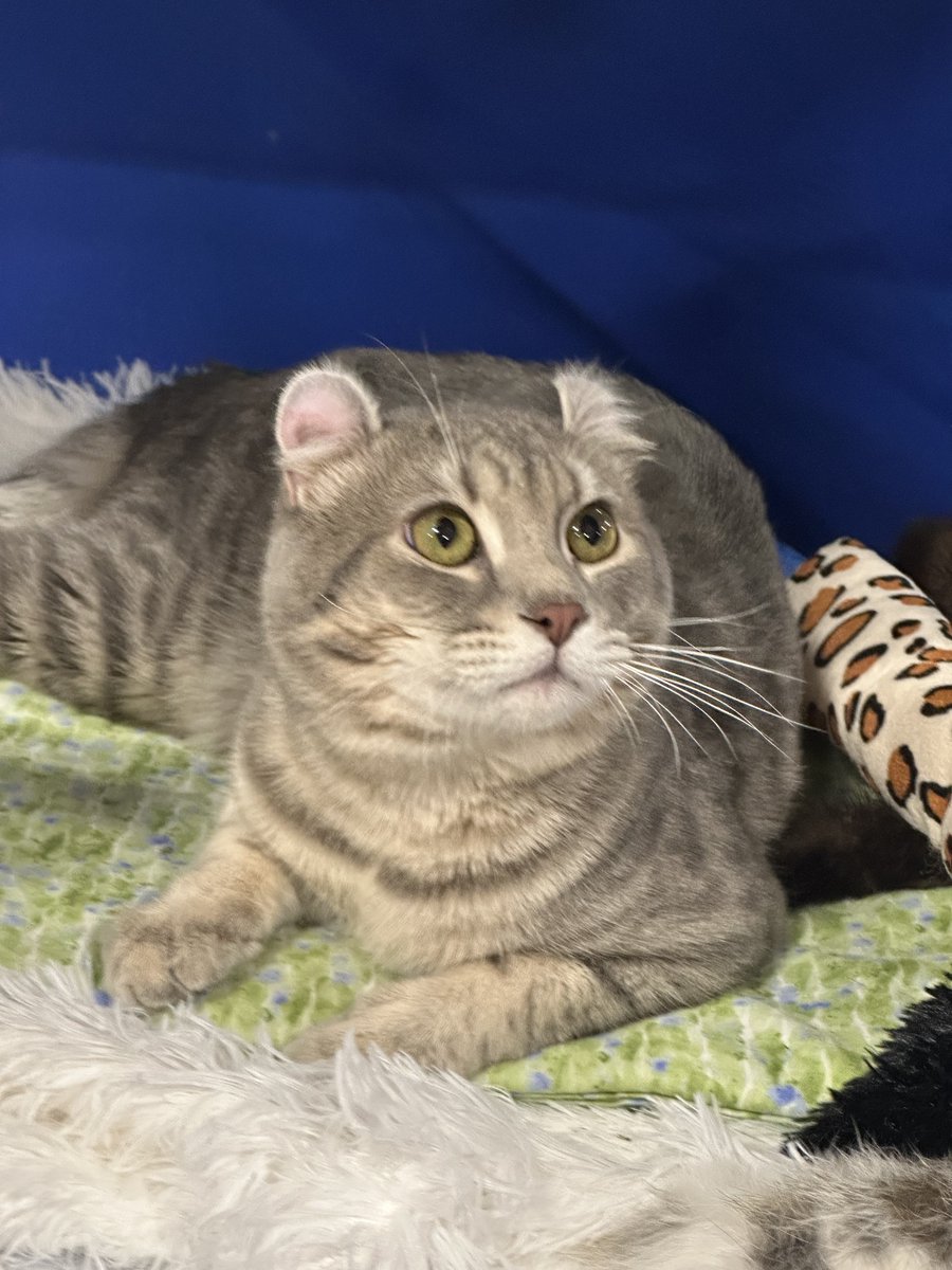 Ryval_OW's tweet image. I saw kitties today

Feat @r2pair on the last one, free my mans