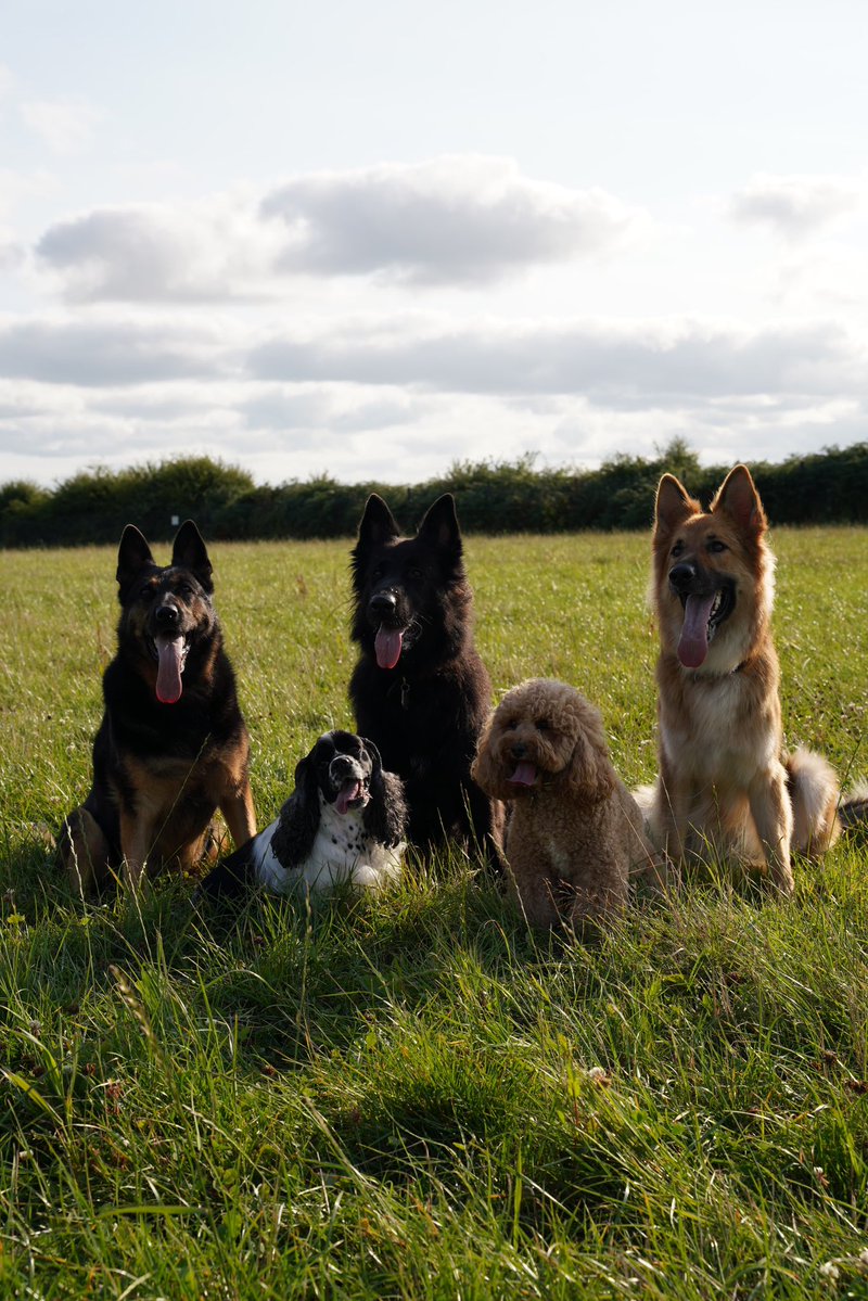 RpdDixie's tweet image. Hour out with the pups ! 💙🐾