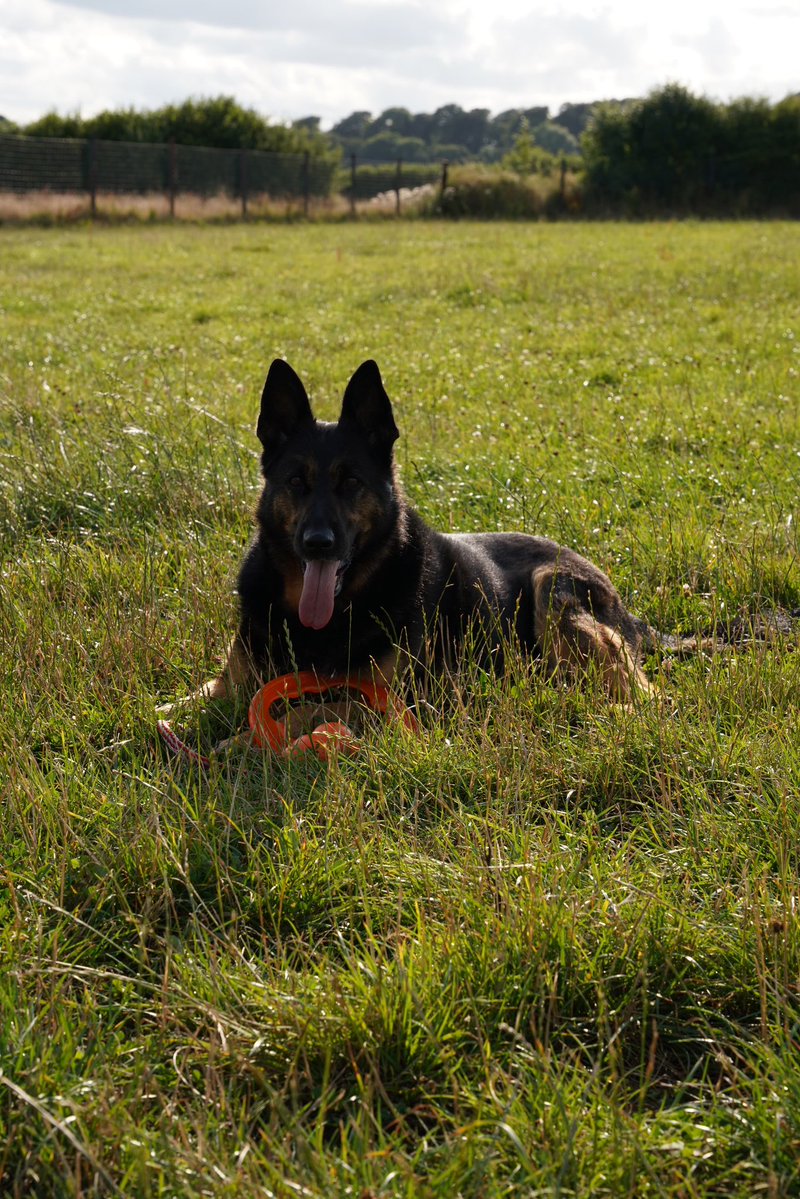 RpdDixie's tweet image. Hour out with the pups ! 💙🐾