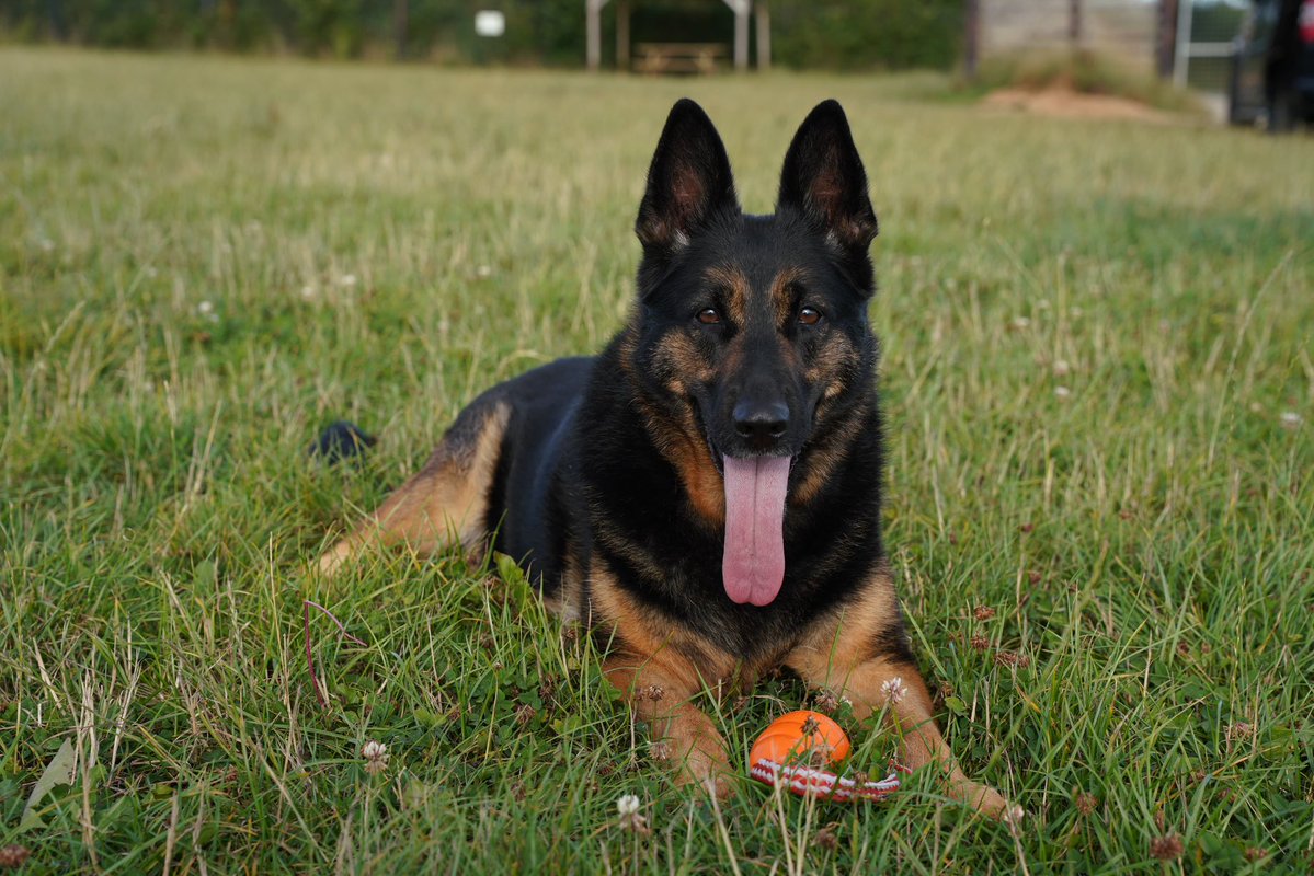 RpdDixie's tweet image. Hour out with the pups ! 💙🐾
