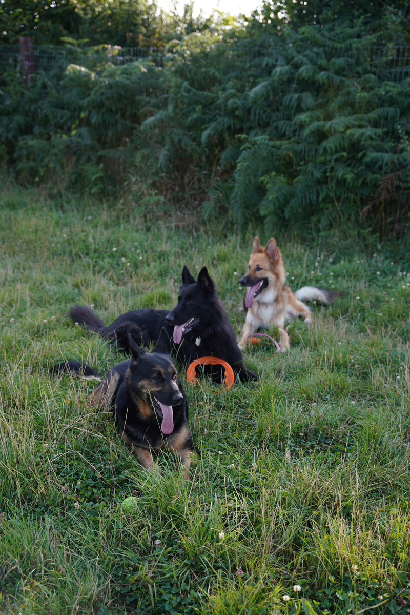 RpdDixie's tweet image. Hour out with the pups ! 💙🐾