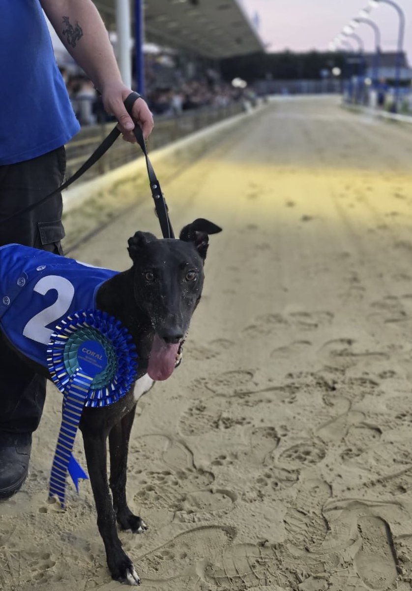 RomfordDogs's tweet image. ⭐️Winner of Race 6 - Romford Saturday 26th July 2025

🥇Trap 2 - BLACK TREACLE

Trainer🏆- Gemma Evans
Owner(s)🐾- Endless Hope Syndicate

Congratulations to Connections!💕