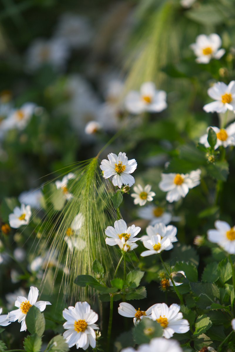 Run_fly_Smile's tweet image. I prefer you to make mistakes in kindness than work miracles in unkindness 😊

Mother Teresa

#Mistakes #Kindness #Work #Miracles #Flowers #MotherTeresa