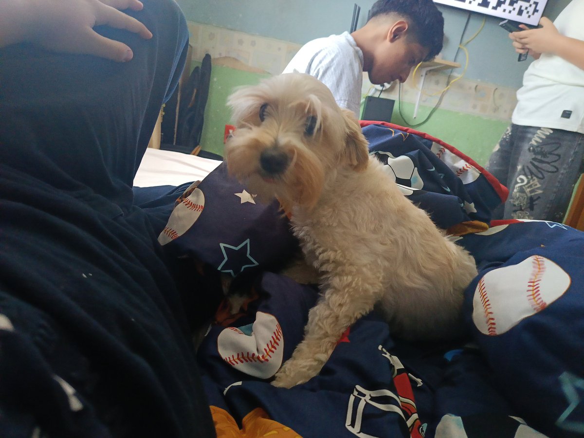 Pinche carmelo perro w
