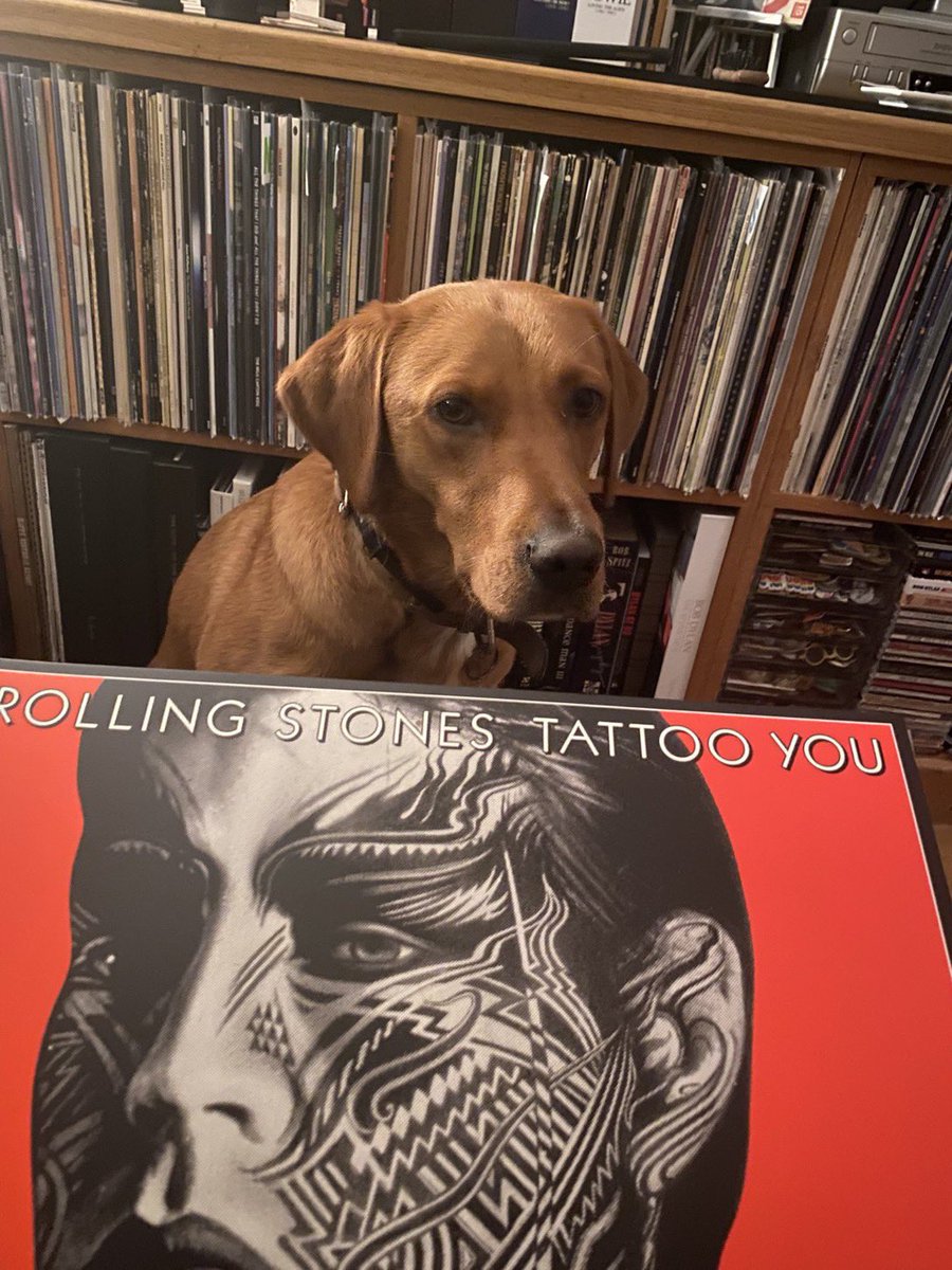 TimSmith2021's tweet image. Reggie not impressed by my choice of #RollingStones album, but I absolutely love 'Tattoo You'!