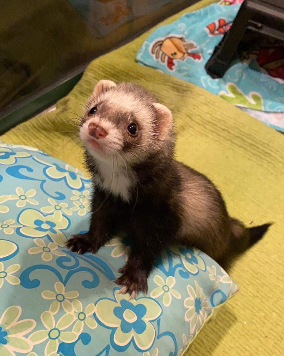 FerretPerHour's tweet image. 