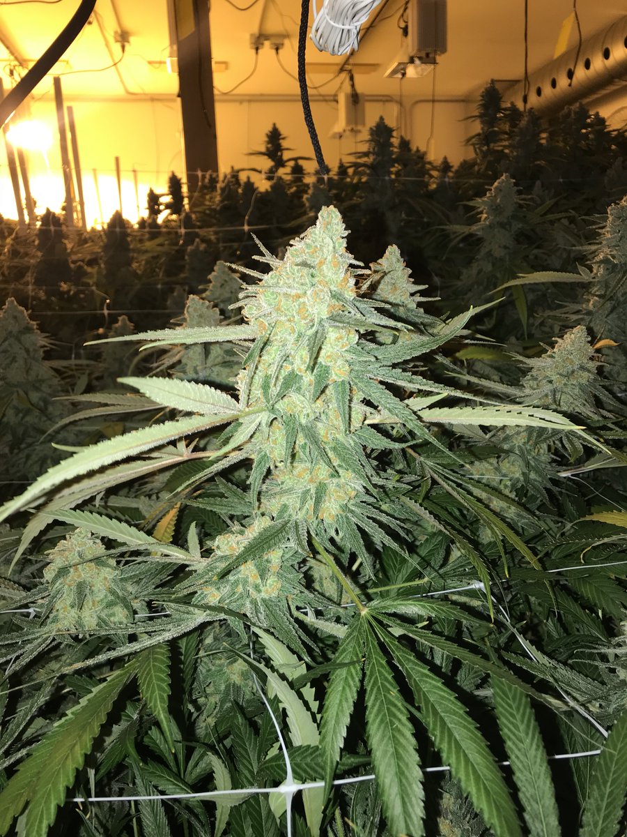 PureandProperco's tweet image. TB the Green Crack. Miss this shit