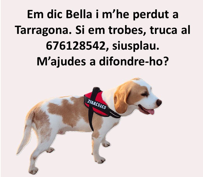 alba_allue's tweet image. Atenció! 🐶👇🏼