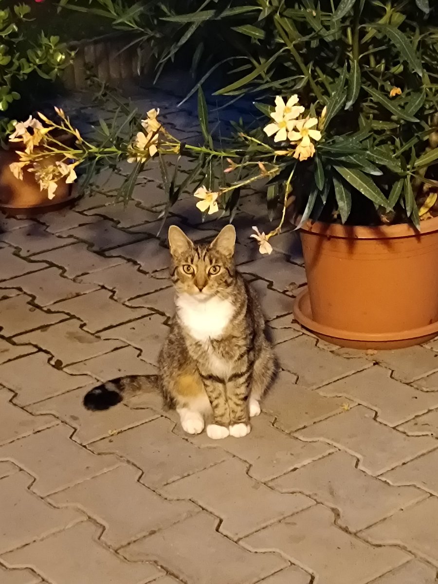 MinervaDanka's tweet image. Máša si ale myslí, že je v pořádku, tě jsem náladová, neposlouchám a dělám si, co chci. Je totiž stejná.