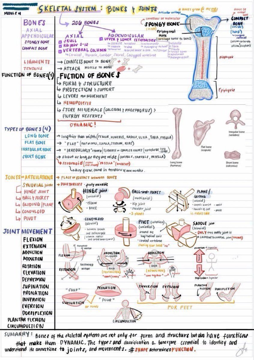MoAImam's tweet image. Skeletal system