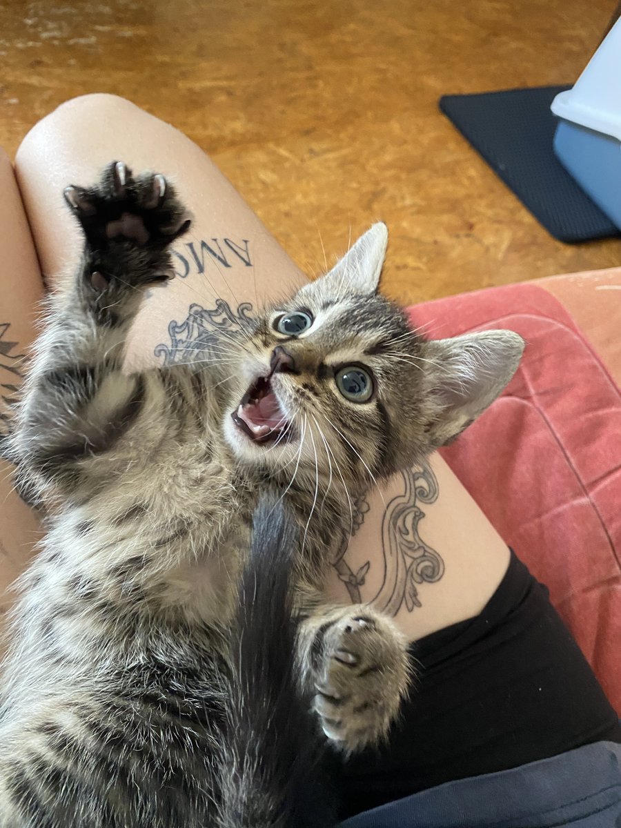 lokimimii's tweet image. bébé loki complètement chokbar