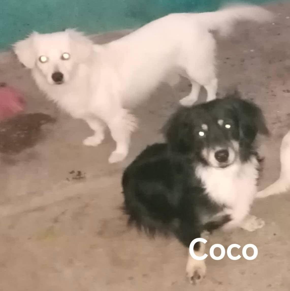 lyssitta's tweet image. #ServicioSocial
SE BUSCA🚨🚨
Buenos días quiero solicitar de su ayuda para poder encontrar a mi perrito se extravió en boulevard Constitución a la altura de Burger King, es color negro con mancha blanca en el pecho talla pequeño, responde al nombre de coco. favor cualquier…