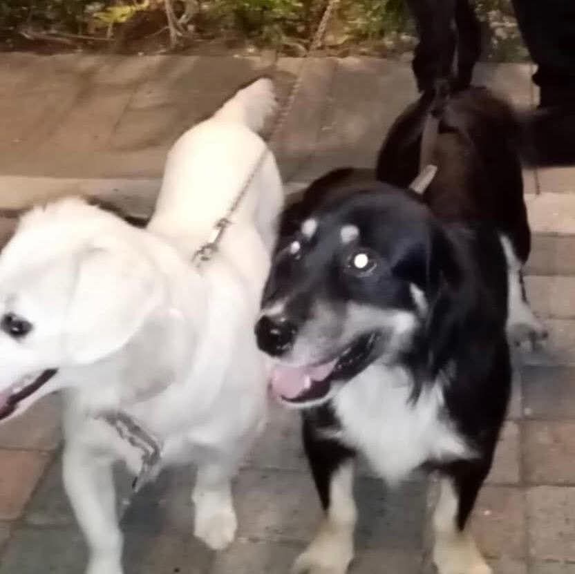 lyssitta's tweet image. #ServicioSocial
SE BUSCA🚨🚨
Buenos días quiero solicitar de su ayuda para poder encontrar a mi perrito se extravió en boulevard Constitución a la altura de Burger King, es color negro con mancha blanca en el pecho talla pequeño, responde al nombre de coco. favor cualquier…