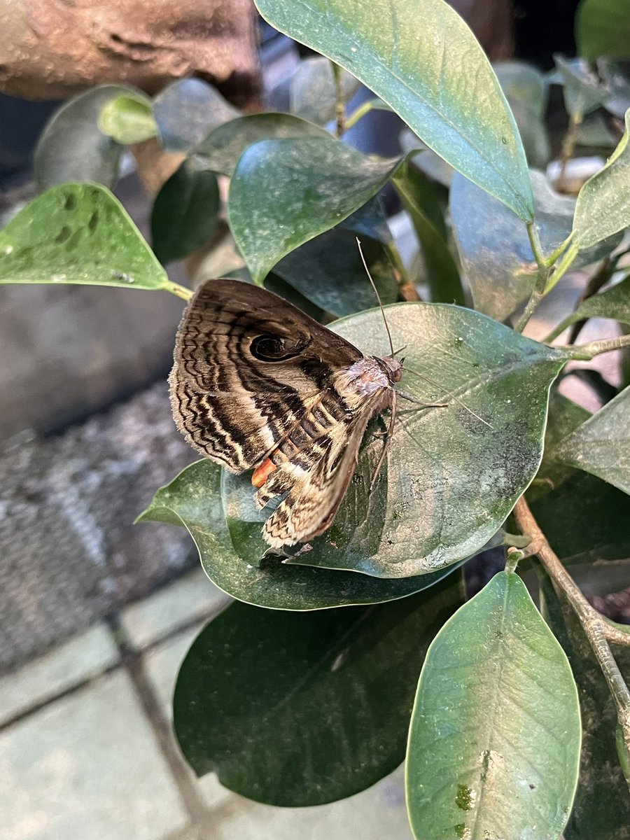 A2113Y's tweet image. 店にハグルマトモエ入ってきて草🌱